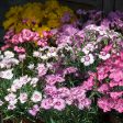 Kings Seeds Dianthus plumarius Sweetness Mixed Supply