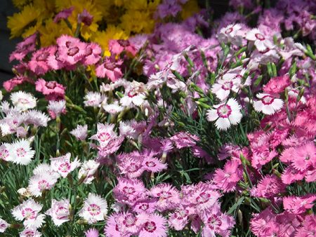 Kings Seeds Dianthus plumarius Sweetness Mixed Supply