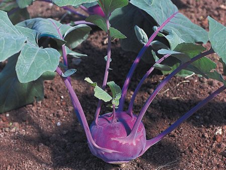 Suffolk Herbs ORGANIC SEEDS Kohl Rabi Azur Star For Cheap