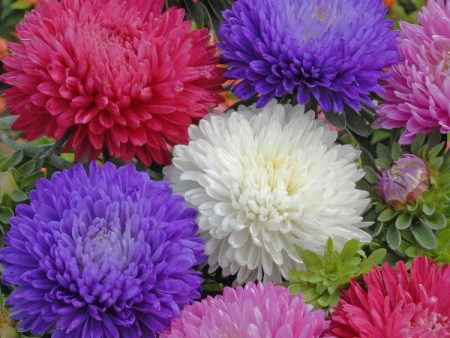 Kings Seeds Aster Duchess Mixed Online Hot Sale