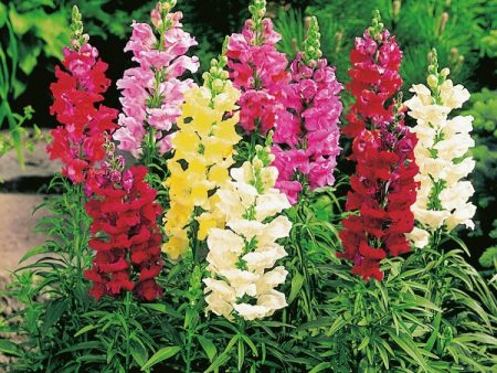 Kings Seeds Antirrhinum Snap Happy Mixed For Sale