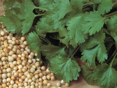 Suffolk Herbs ORGANIC SEEDS Coriander Cilantro Online