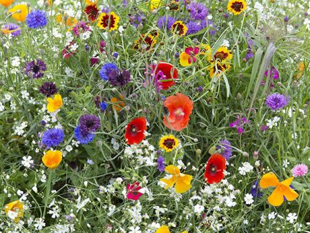 Kings Seeds Hardy Annuals Early Flowering Mix Online now