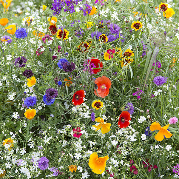 Kings Seeds Hardy Annuals Early Flowering Mix Online now