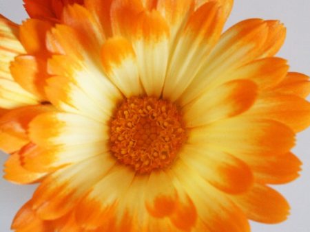 Kings Seeds Calendula Oopsy Daisy Supply