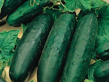 Suffolk Herbs ORGANIC SEEDS Cucumber Marketmore Supply