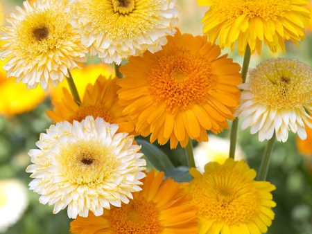 Kings Seeds Calendula Kinglet Mixed Online Hot Sale