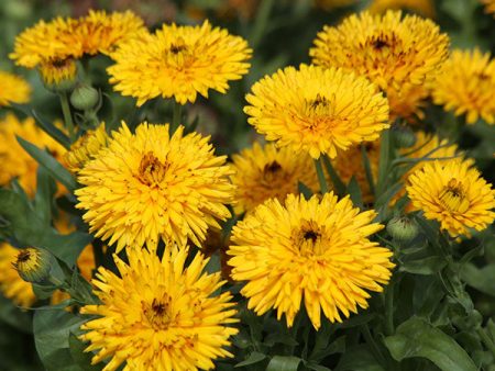 Kings Seeds Calendula Calexis Yellow For Cheap