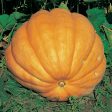 Kings Seeds Pumpkin Dills Atlantic Giant Online now