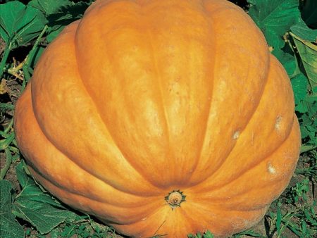 Kings Seeds Pumpkin Dills Atlantic Giant Online now