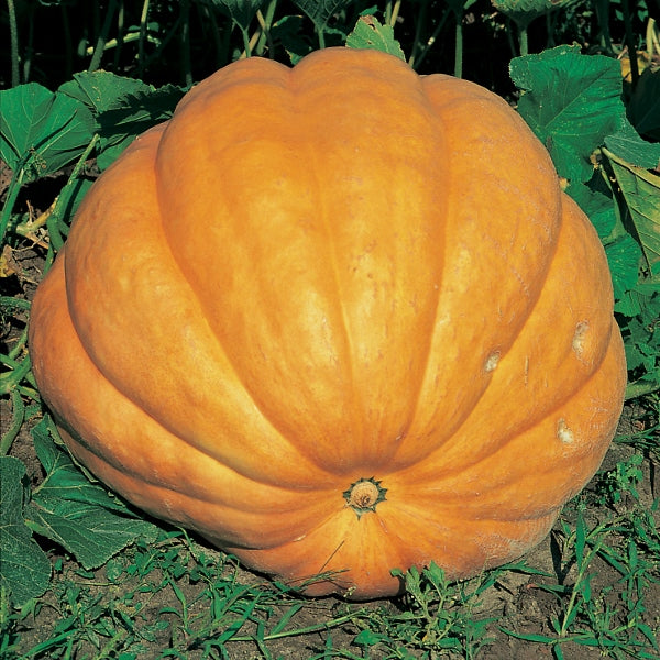 Kings Seeds Pumpkin Dills Atlantic Giant Online now