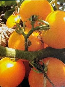 Suffolk Herbs ORGANIC SEEDS Tomato Yellow Perfection For Cheap