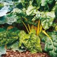 Kings Seeds Beet, Leaf Bright Yellow For Sale