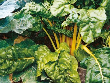 Kings Seeds Beet, Leaf Bright Yellow For Sale