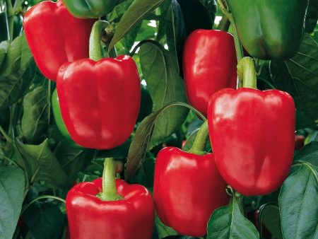 Suffolk Herbs ORGANIC SEEDS Pepper Bendigo F! For Cheap