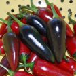 Kings Seeds Pepper Chilli Hungarian Black Supply