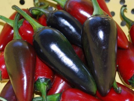 Kings Seeds Pepper Chilli Hungarian Black Supply