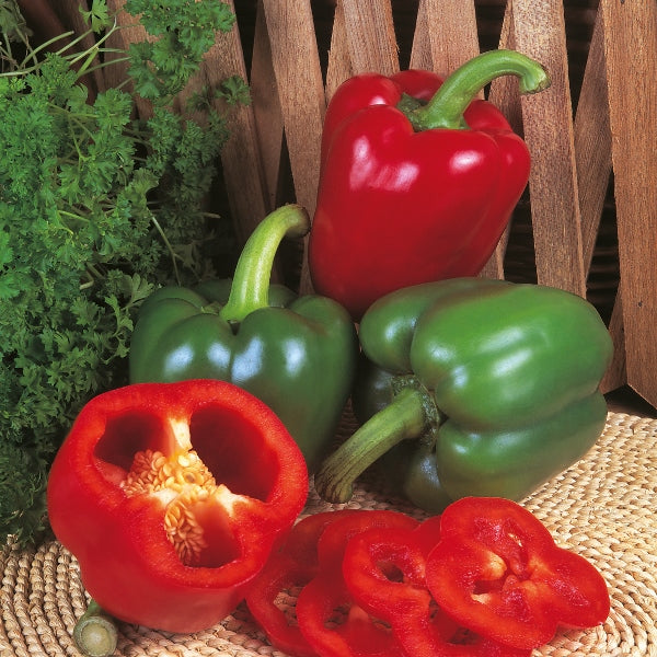 Kings Seeds Pepper Sweet New Ace F1 Discount