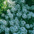 Kings Seeds Alyssum Carpet of Snow Fashion