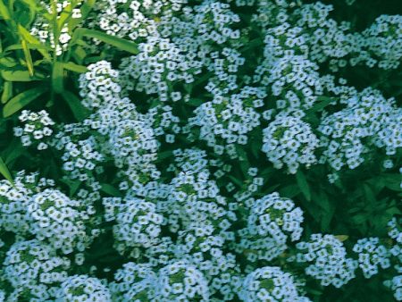 Kings Seeds Alyssum Carpet of Snow Fashion