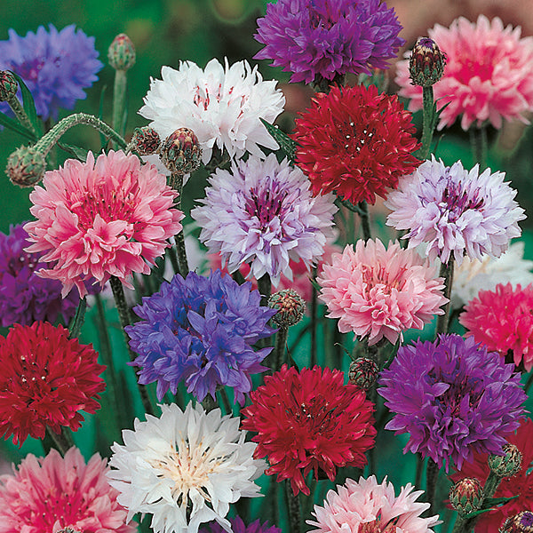 Kings Seeds Cornflower Double Mixed Online now