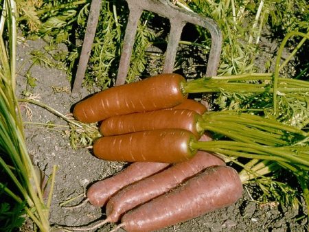 Suffolk Herbs ORGANIC SEEDS Carrot Flyaway F1 Cheap