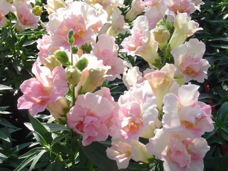 Kings Seeds Antirrhinum Twinny Appleblossom F1 For Cheap