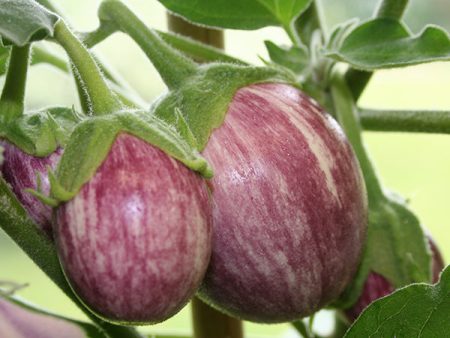 Kings Seeds Aubergine Pinstripe Online Hot Sale