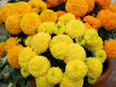 Kings Seeds Marigold Dune Mixed Fashion