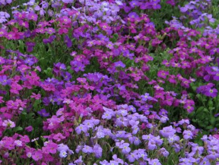 Kings Seeds Aubretia Spring Falls Sale