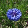 Kings Seeds Cornflower Double Blue on Sale