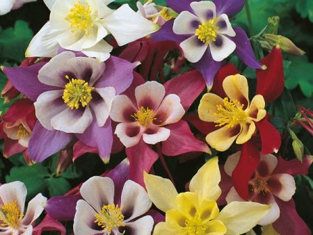 Kings Seeds Aquilegia McKanas Giant Hot on Sale