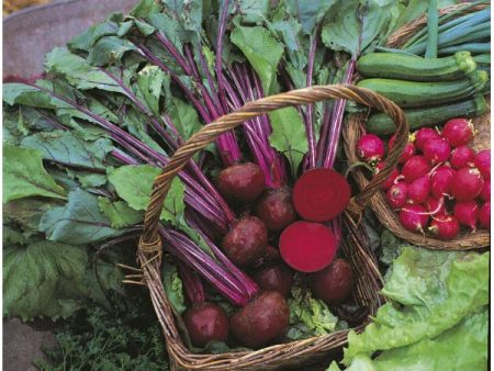 Kings Seeds Beetroot Boltardy Online Hot Sale