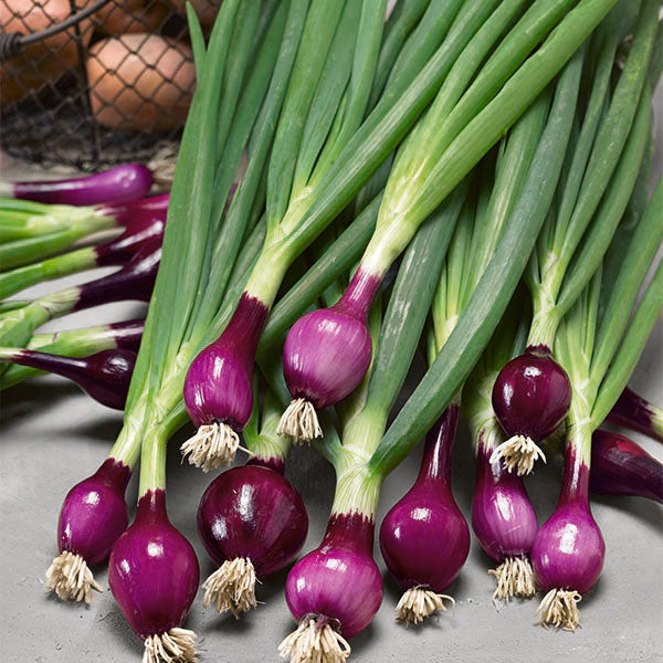 Kings Seeds Onion, Spring Lilia RHS AGM Supply