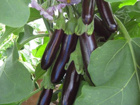 Kings Seeds Aubergine Long Purple Online Hot Sale