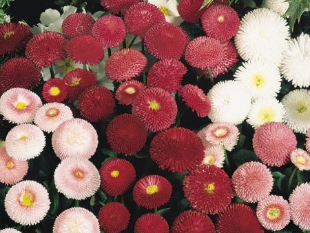 Kings Seeds Bellis perennis Tasso Mixed Sale