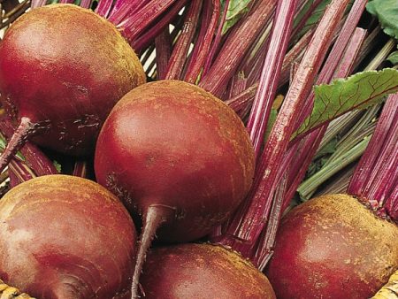 Suffolk Herbs ORGANIC SEEDS Beetroot Bolivar Supply