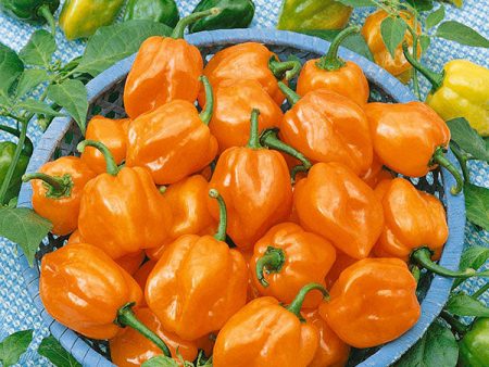 Kings Seeds Pepper Chilli Habanero Orange Cheap