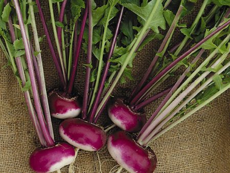 Suffolk Herbs ORGANIC SEEDS Turnip Milan Purple Top Cheap