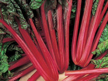 Kings Seeds Beet, Leaf Rhubarb Chard Discount