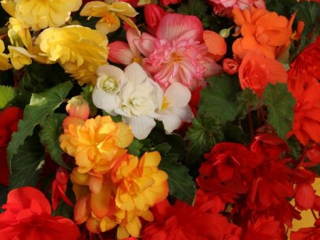 Kings Seeds Begonia tuberhybrida Chanson Mixed F1 Fashion