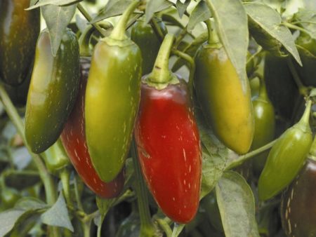 Kings Seeds Pepper Chilli Early Jalapeno on Sale