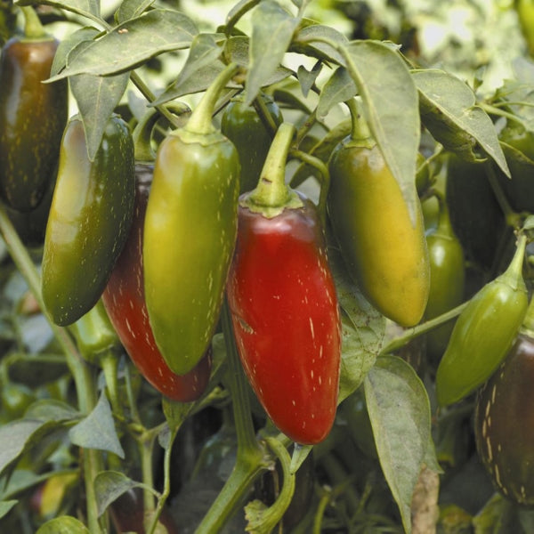 Kings Seeds Pepper Chilli Early Jalapeno on Sale